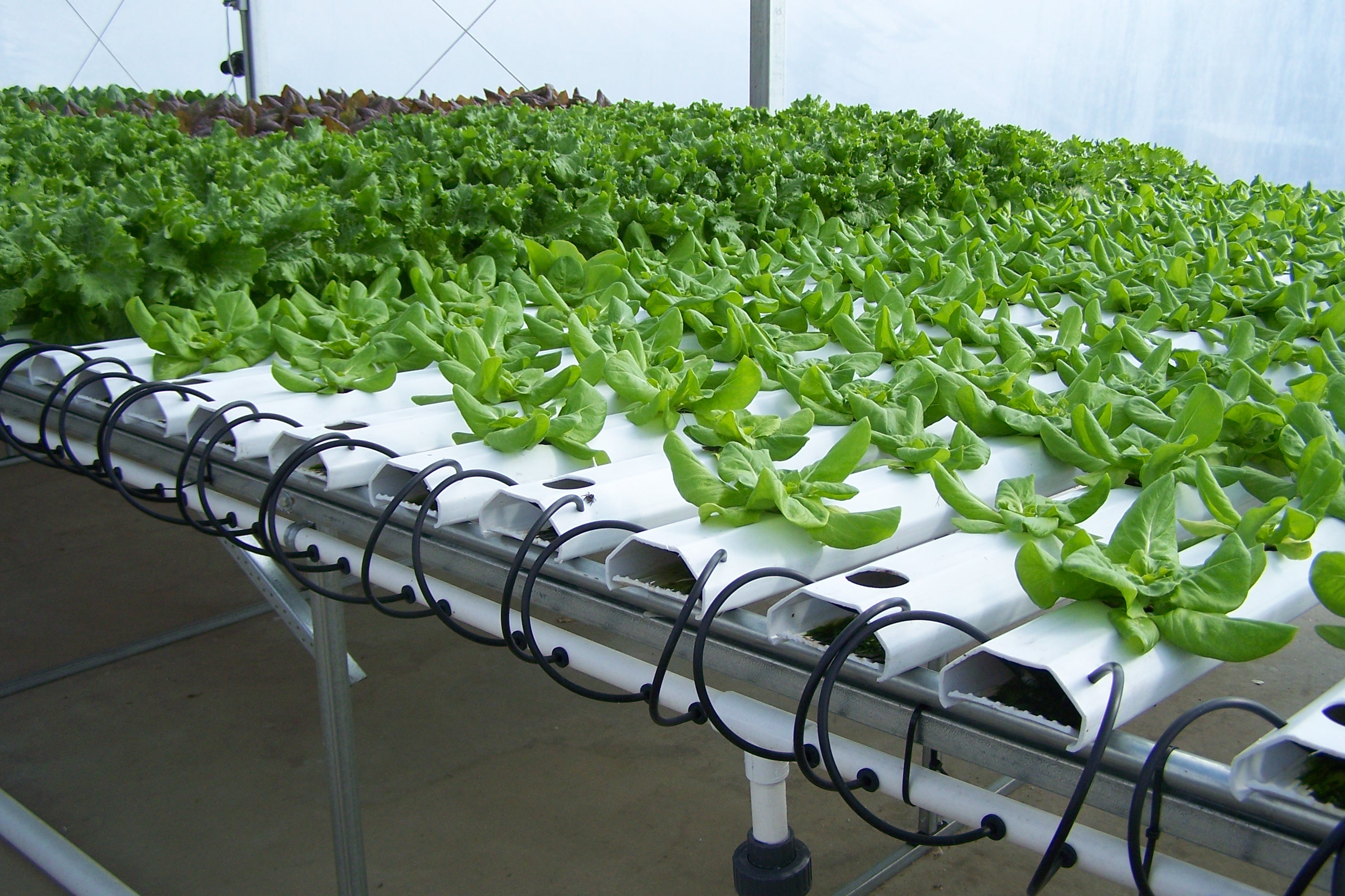Maximizing yields per area in hydroponics | Science in ...