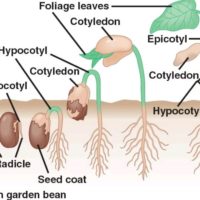Five ways to increase your seed germination rates