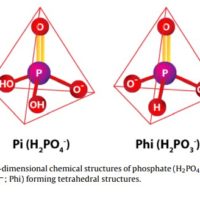 The use of phosphites in plant culture