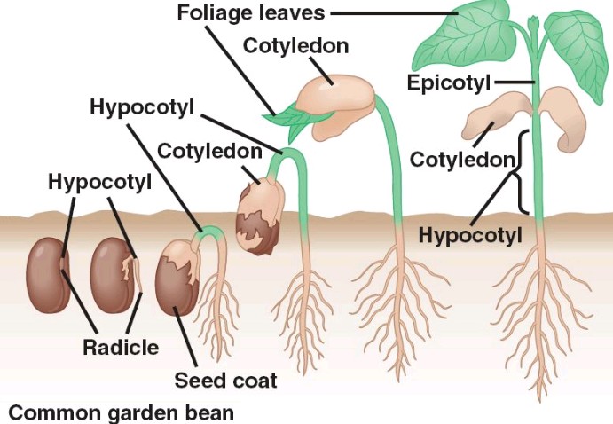 germination of seeds