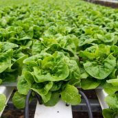 What Hydroponic Nutrients Should I Use