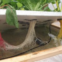 Six things to consider when running experiments in hydroponics