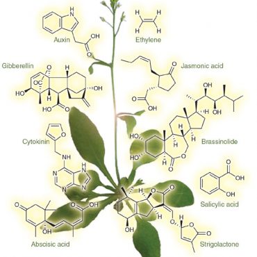 Six things you need to know before using plant hormones – Science in ...