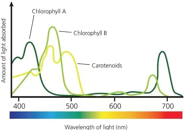 P.L. Light Systems Expert Articles: Full Spectrum Versus Red/Blue