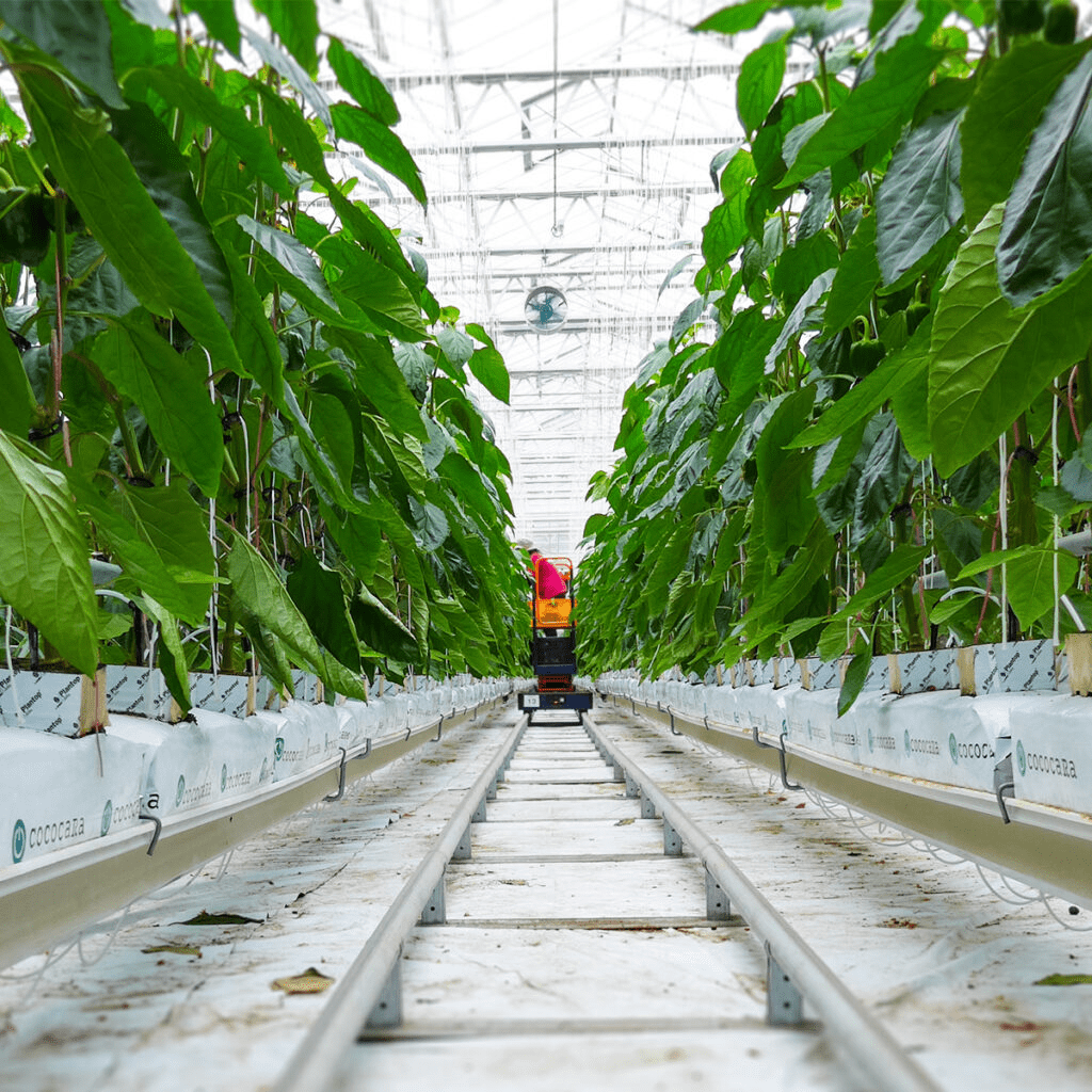 Recent advances in hydroponic cucumber cultivation: media, irrigation, nutrition and biostimulants