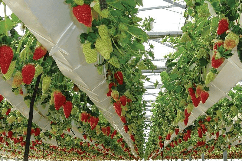 Comparing Nutrient Solutions for Hydroponic Strawberry Production
