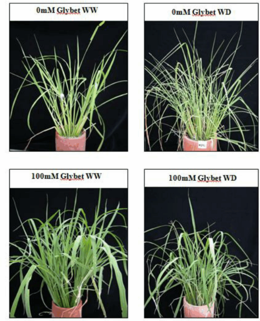 Using Glycine Betaine as a Biostimulant