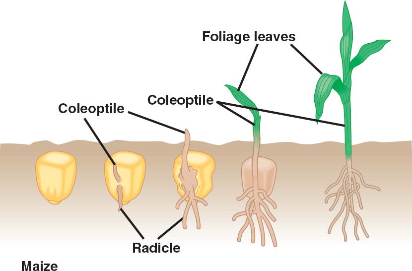 Germinating Seeds Diagram